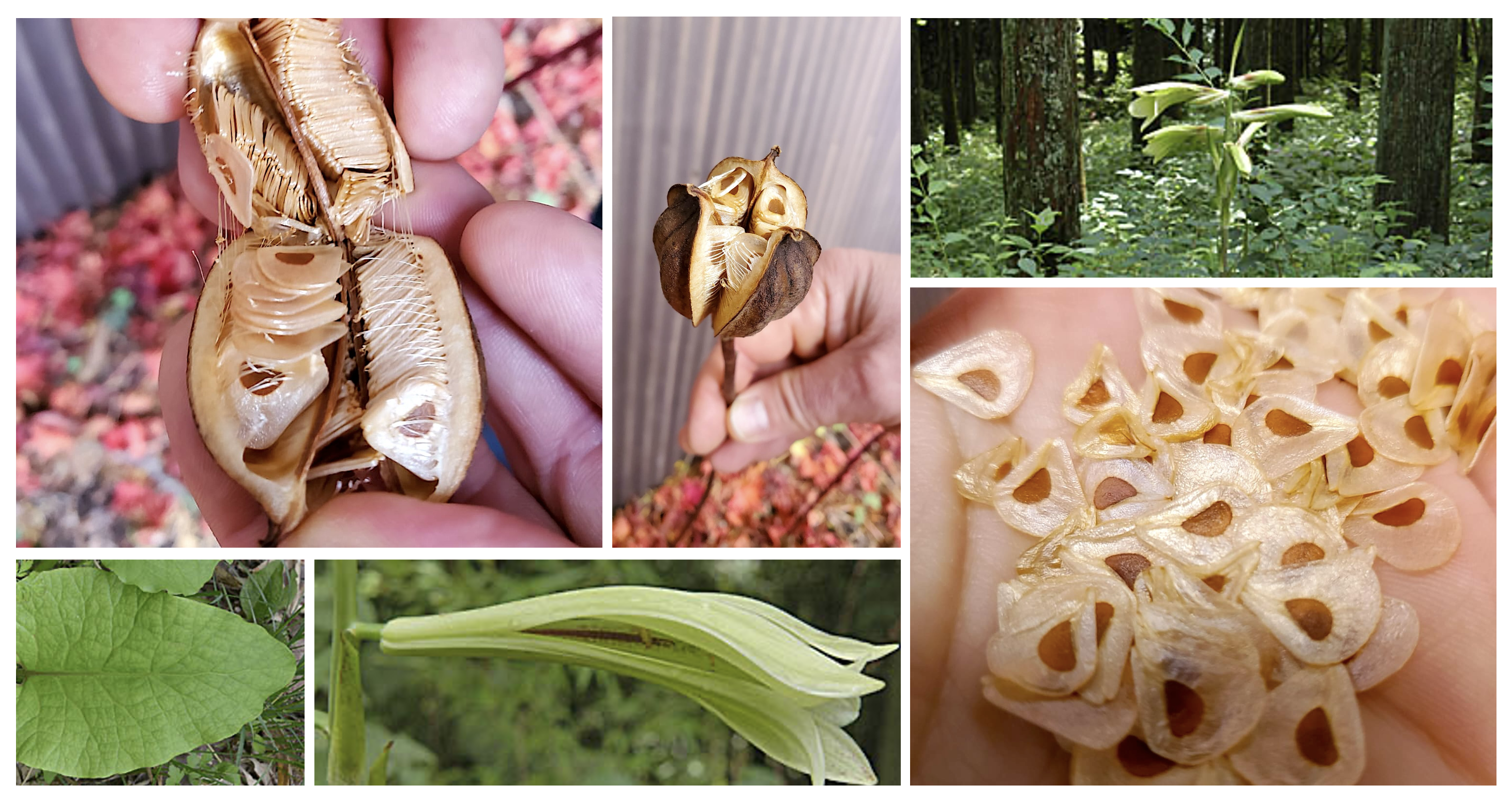 The astonishing ingenuity of the giant lily in dispersing its